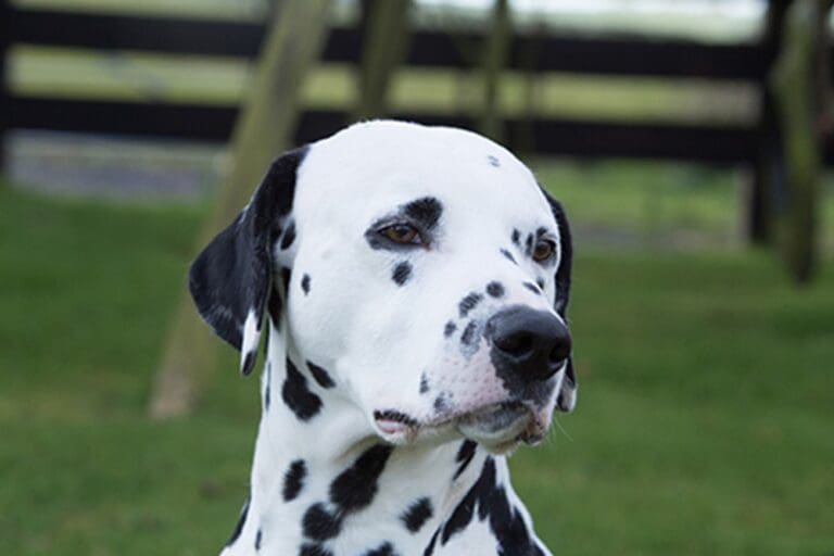 Four year old bitten by Dalmatian in Weymouth