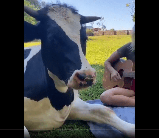 Dear Carnivores – over to you