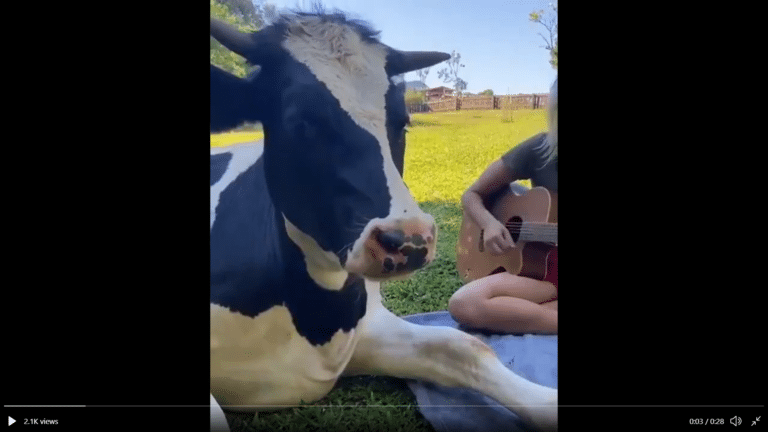 Dear Carnivores – over to you