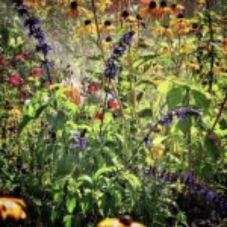 Advice for gardeners during the hot weather