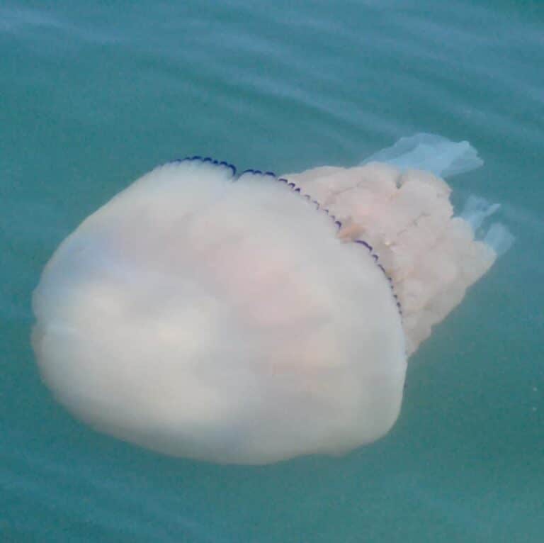 ???? Know your jellyfish ????