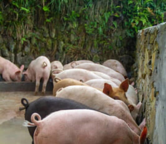 Capitalism, Investment and the greater fool theory