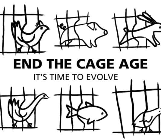 IT IS TIME FOR THE UK GOVERNMENT TO END THE CAGE AGE FOR MILLIONS OF FARMED ANIMALS