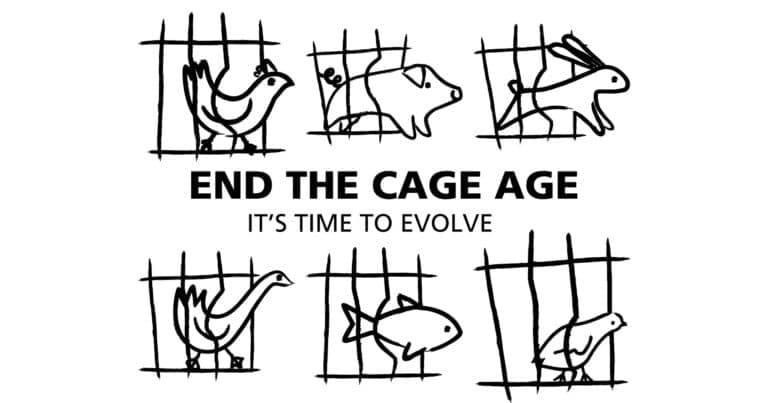 IT IS TIME FOR THE UK GOVERNMENT TO END THE CAGE AGE FOR MILLIONS OF FARMED ANIMALS