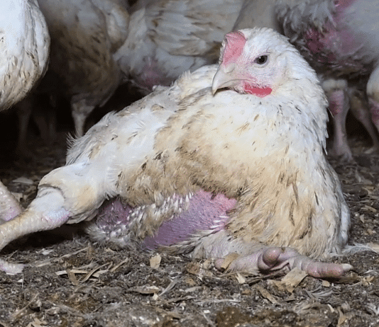 ‘Only a psychopath would buy Morrisons chickens after this’