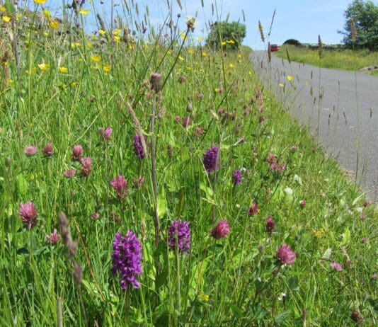 Explaining the ‘Love Your Verge’ Campaign