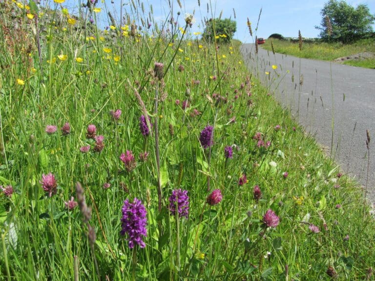 Explaining the ‘Love Your Verge’ Campaign