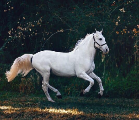 3 Vital Changes You Need To Make To Your Horse Care Routine This Autumn