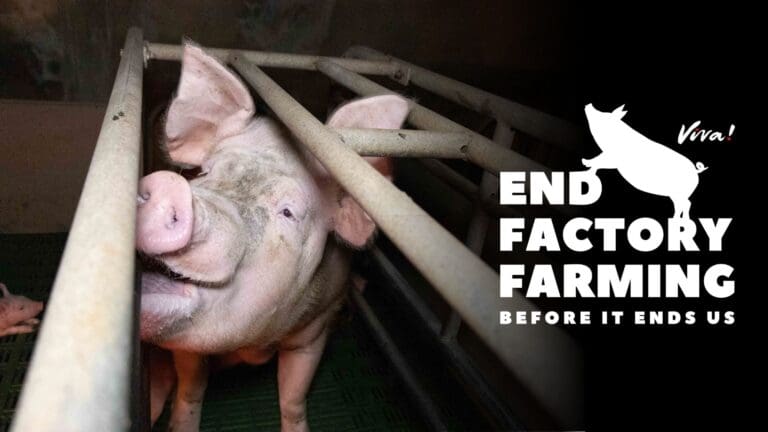 Meat industry pushes UN food summit to back factory farming