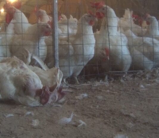 YOU are their only hope