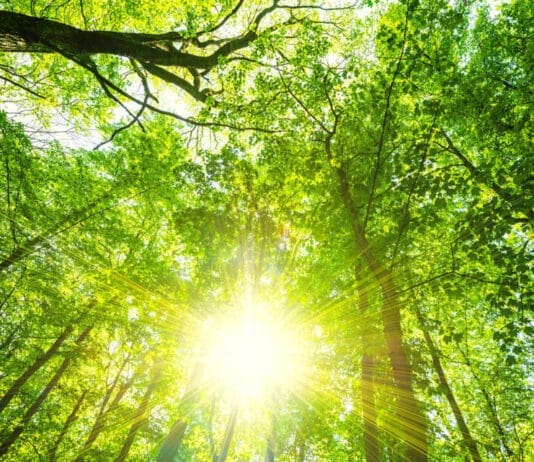 Amazing free nature event for families in Weymouth during Easter holiday