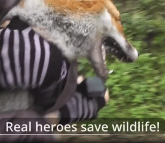 Men from Sherborne, Dorchester and Blandford areas appear in court following hunting incident