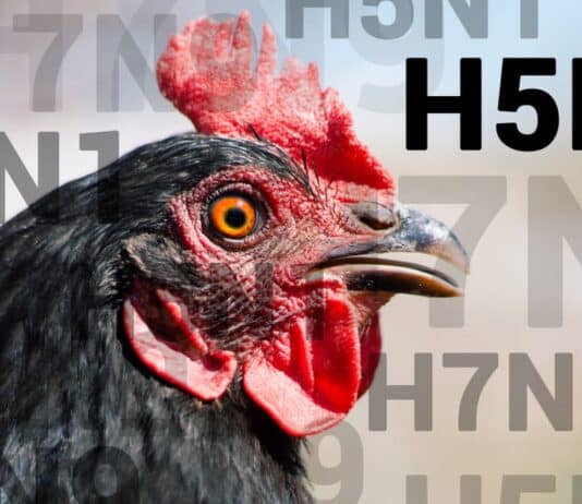 Investigation underway after Avian Influenza outbreak in Southbourne