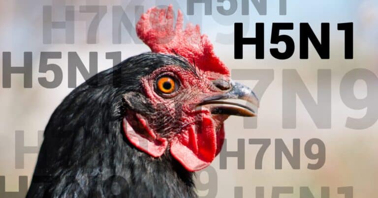 Investigation underway after Avian Influenza outbreak in Southbourne