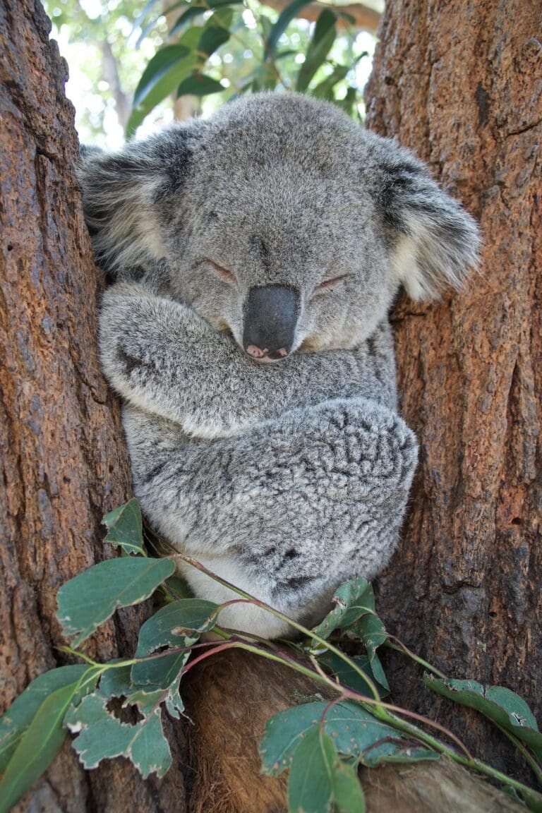How Australia is Wiping out the Koala Bear