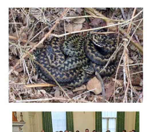 Daily Mail columnist refers to Tory government as ‘nest of cowards and vipers’