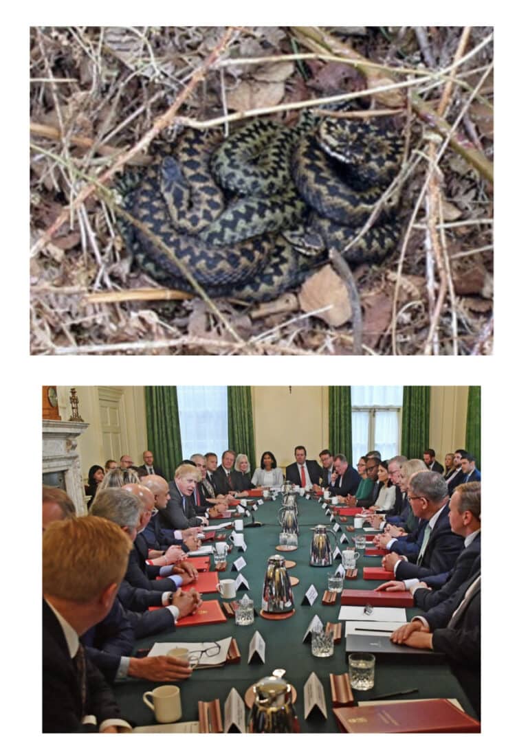 Daily Mail columnist refers to Tory government as ‘nest of cowards and vipers’