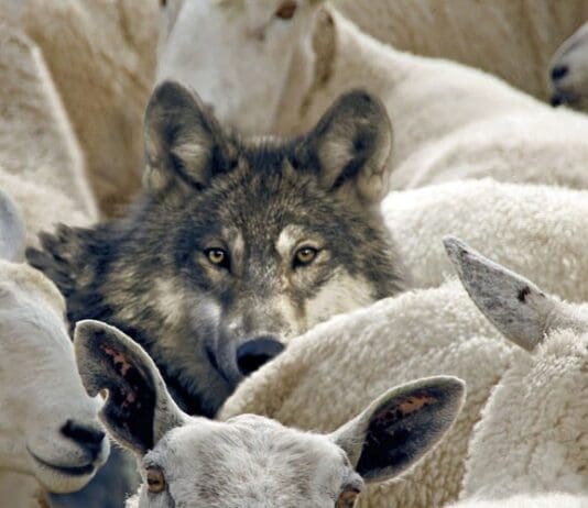 The libertarians may be conning themselves but they are not conning us