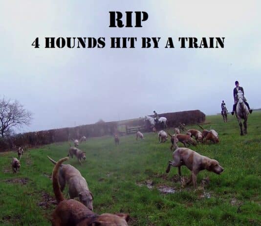 FOUR BSV HOUNDS HIT BY TRAIN
