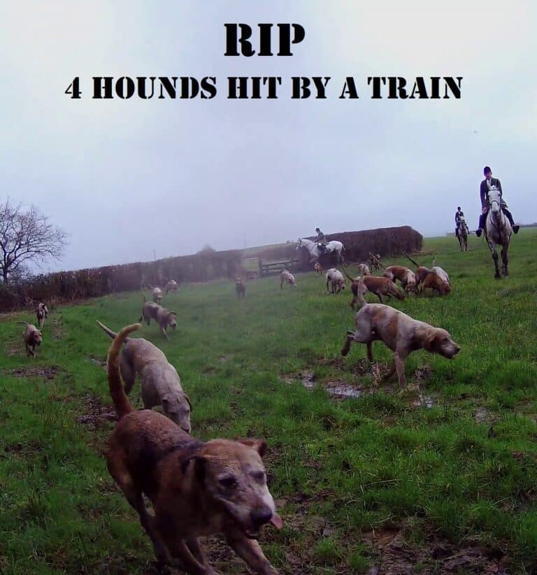 FOUR BSV HOUNDS HIT BY TRAIN