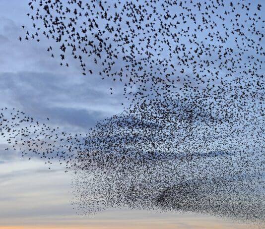 A Murmuration of Starlings above Radipole Lake