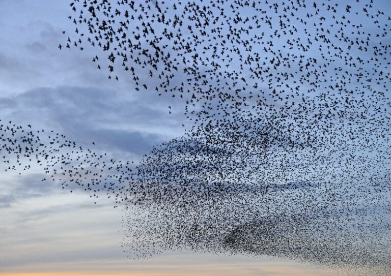 A Murmuration of Starlings above Radipole Lake