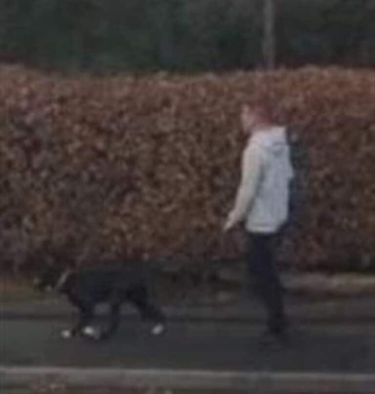 Man who hit dog with closed fist in Bournemouth sought