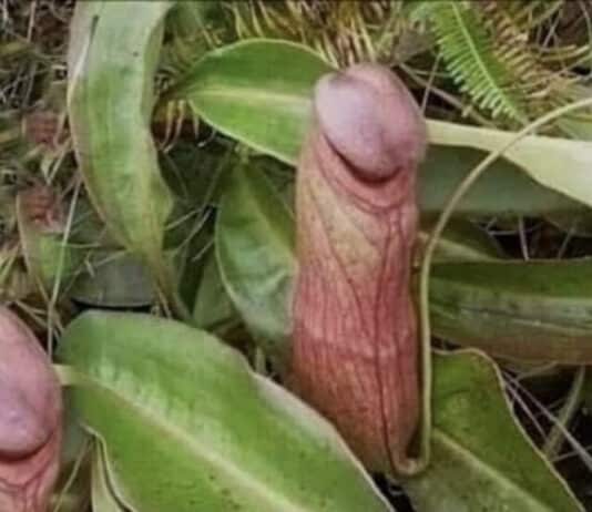 With one Dick leaving the Met which establishment knob will be chosen to replace her?