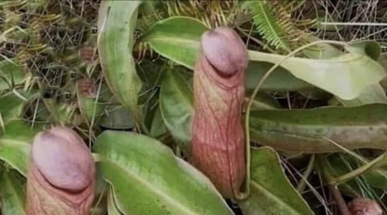 With one Dick leaving the Met which establishment knob will be chosen to replace her?