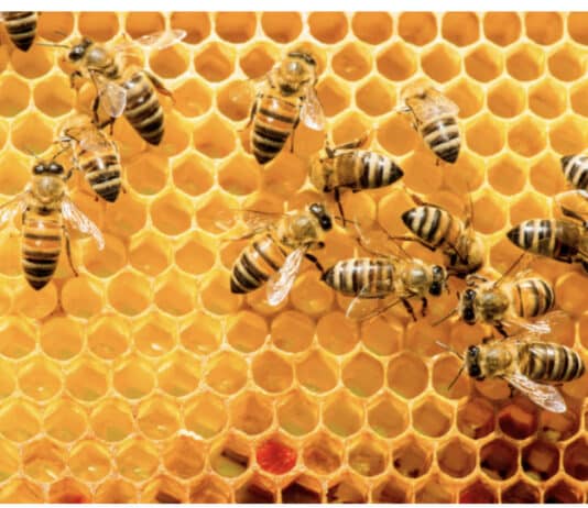 Save bees from deadly pesticides