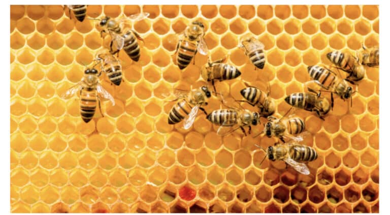 Save bees from deadly pesticides