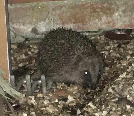 Hedgehog Awareness Week