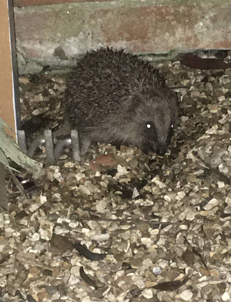 Hedgehog Awareness Week