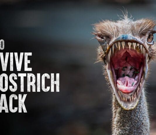 Should you ever need to calm an angry ostrich follow this advice