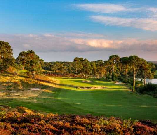 Parkstone Golf Club agree to ten replacement trees following tree preservation order breach