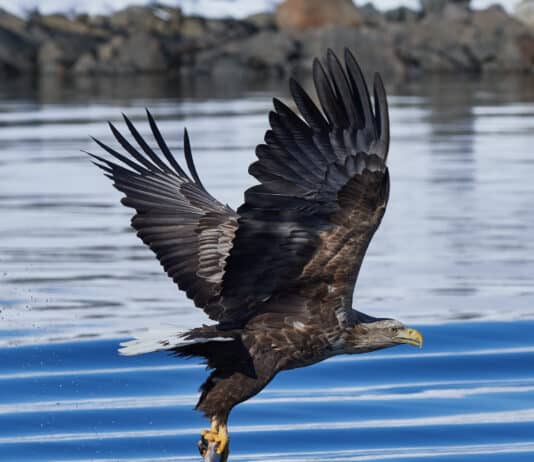 Wildlife experts suspect cover up following death of white tailed eagle in Dorset