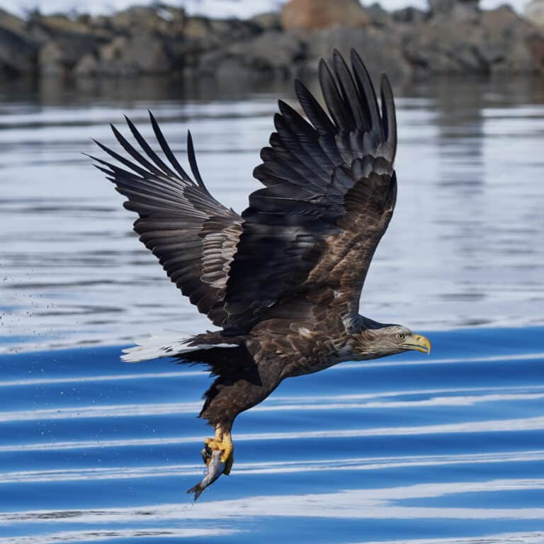 Wildlife experts suspect cover up following death of white tailed eagle in Dorset