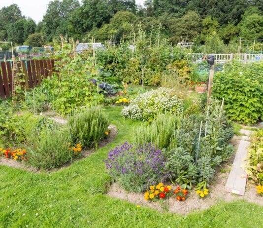 Dorset Council hands new set of allotments over to Weymouth Town Council