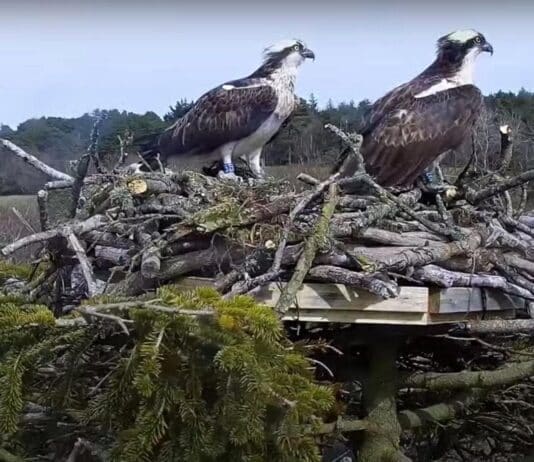 Camera hones in on first Osprey breeding attempt in Southern Britain for nearly 200 years