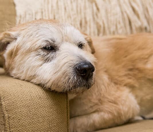 This Sign In Parkstone Should Be On Every Lamp Post Across The Country