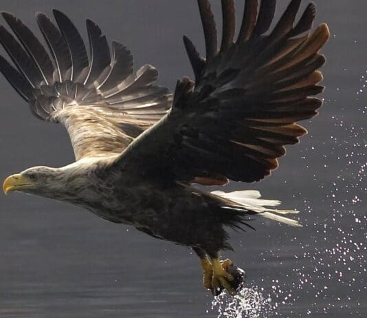 Statement following investigation into the death of a White Tailed Sea Eagle