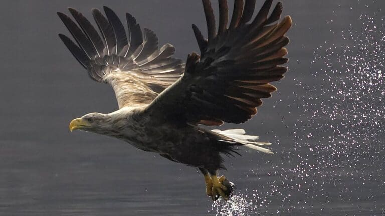 Statement following investigation into the death of a White Tailed Sea Eagle