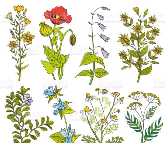 Set up a ‘nectar café’ by planting flowers for pollinating insects like bees and butterflies