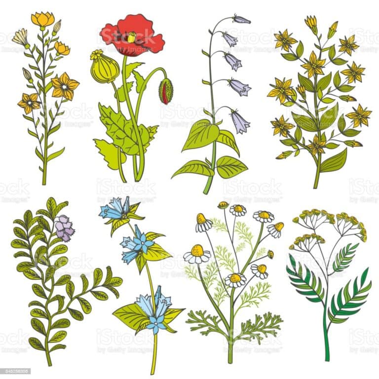 Set up a ‘nectar café’ by planting flowers for pollinating insects like bees and butterflies