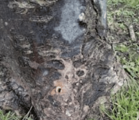 Trees being poisoned across Dorset