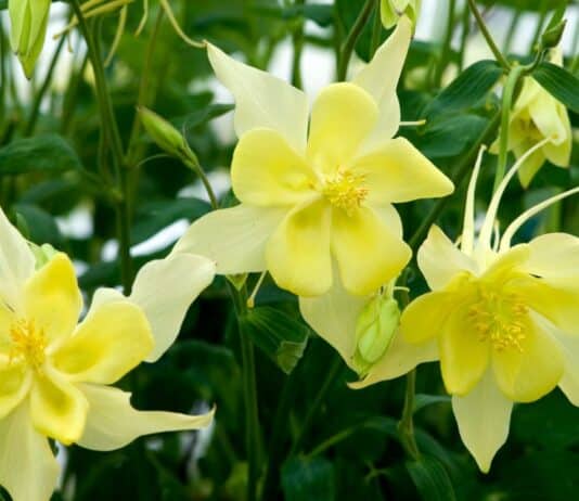 Killing Weeds and Other Gardening Tips