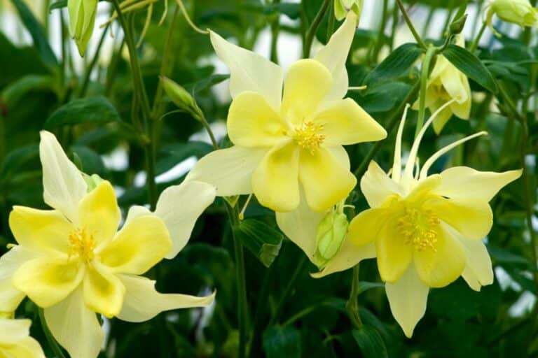 Killing Weeds and Other Gardening Tips