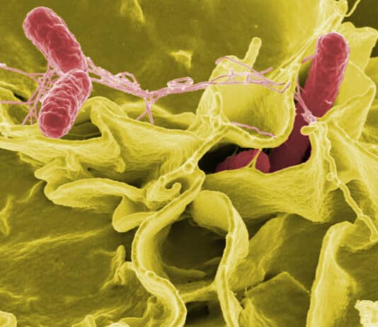 Public warned to avoid chicken as supermarkets recall multiple products