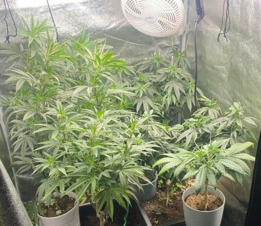 Cannabis use to take a hit following arrest near Beaminster