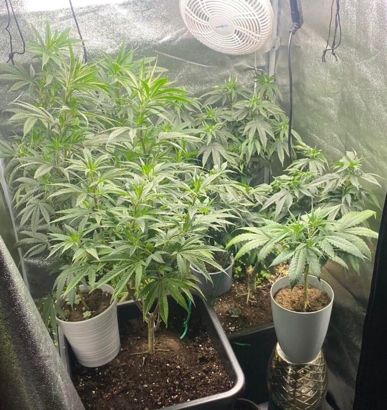 Five people have been arrested following the discovery of a suspected cannabis factory in Wareham